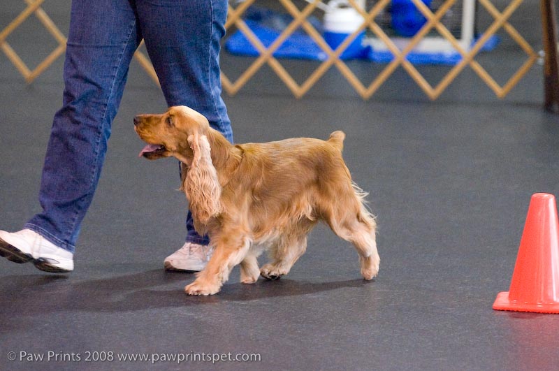 English Cocker heeling
